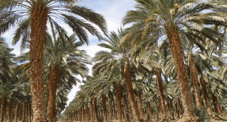 התמר המצוי